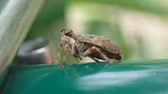 Issus coleoptratus