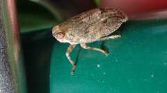 Issus coleoptratus