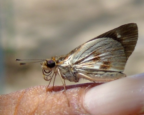 Fantastic Skipper