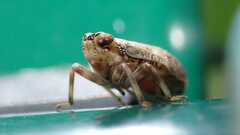 Issus coleoptratus