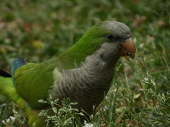 Myiopsitta monachus