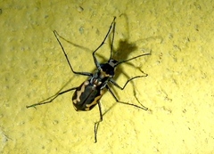 Cicindela hydrophoba
