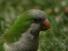 Myiopsitta monachus