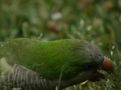 Myiopsitta monachus