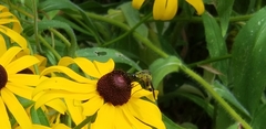 Lepidophora lutea