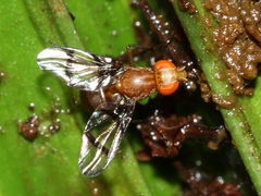 Epiplatea