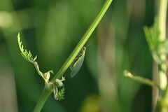 Chrysopa perla