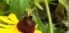 Lepidophora lutea