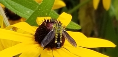 Lepidophora lutea