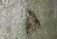 Manduca diffissa petuniae