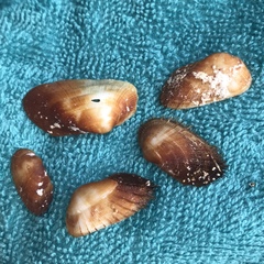 Barbatia barbata