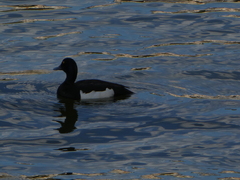 Aythya fuligula