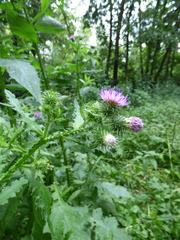 Carduus crispus
