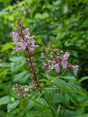 Stachys latidens