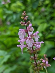 Stachys latidens