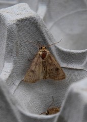 Hoplodrina octogenaria