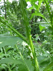 Carduus crispus