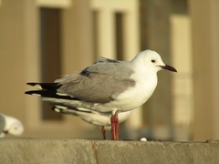 Chroicocephalus hartlaubii