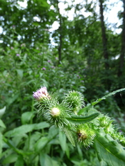 Carduus crispus