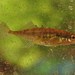 Brook Stickleback - Photo (c) Bonnie Kinder, some rights reserved (CC BY-NC), uploaded by Bonnie Kinder