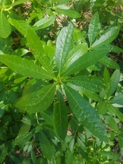 Rhododendron occidentale