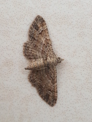 Gymnoscelis rufifasciata