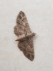 Gymnoscelis rufifasciata