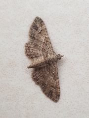 Gymnoscelis rufifasciata