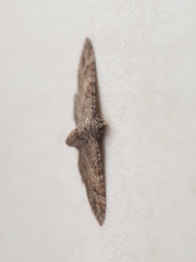 Gymnoscelis rufifasciata