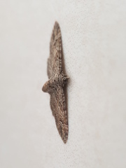 Gymnoscelis rufifasciata