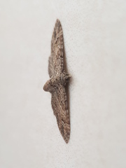 Gymnoscelis rufifasciata