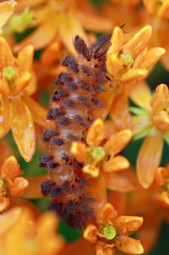 Unexpected Cycnia Moth