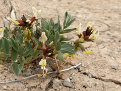 Astragalus sabulosus