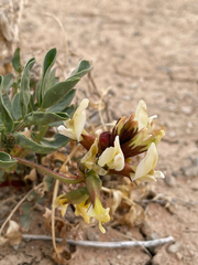 Astragalus sabulosus