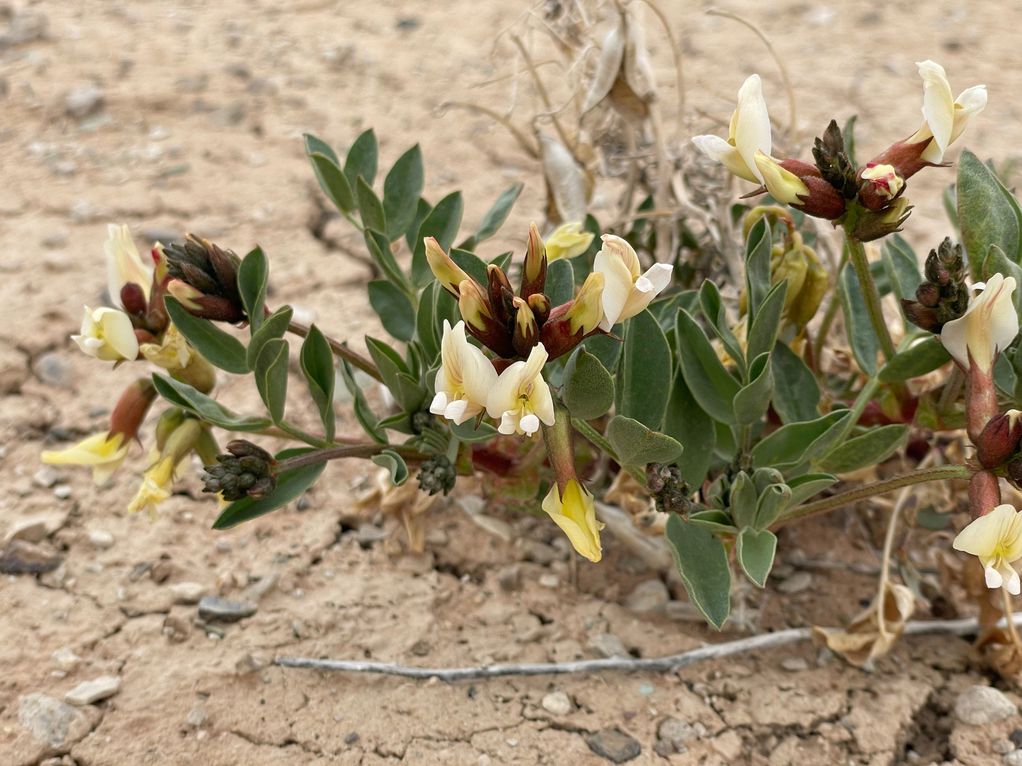 Astragalus sabulosus
