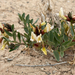 Astragalus sabulosus - Photo (c) Zachary Nielsen, algunos derechos reservados (CC BY-NC), subido por Zachary Nielsen