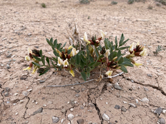 Astragalus sabulosus