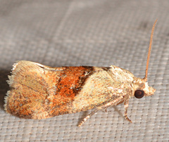 Phalonidia lepidana