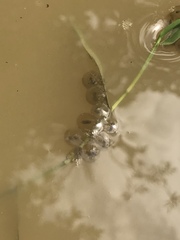 Bombina variegata