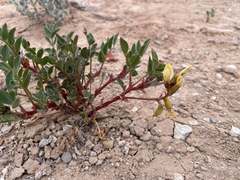 Astragalus sabulosus