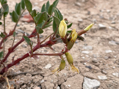 Astragalus sabulosus