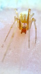Theridion dilutum