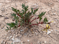 Astragalus sabulosus