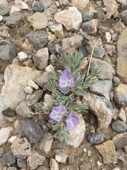 Evolvulus nuttallianus