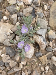 Evolvulus nuttallianus