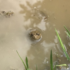 Bombina variegata