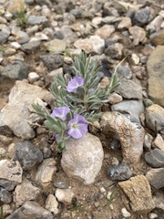 Evolvulus nuttallianus