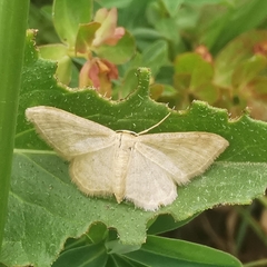 Idaea subsericeata