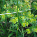 Euphorbia brachycera - Photo (c) Lee Elliott,  זכויות יוצרים חלקיות (CC BY-NC-SA), uploaded by Lee Elliott
