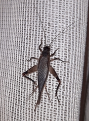 Itara minor